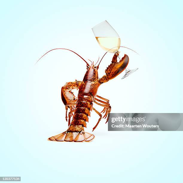 lobstermayhem cheers - lobster stock pictures, royalty-free photos & images