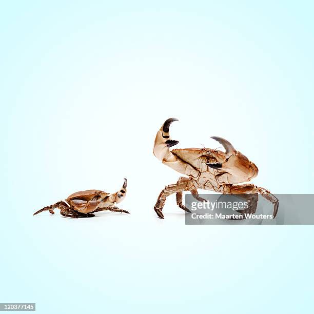 lobstermayhem dominance 02 - crab fotografías e imágenes de stock