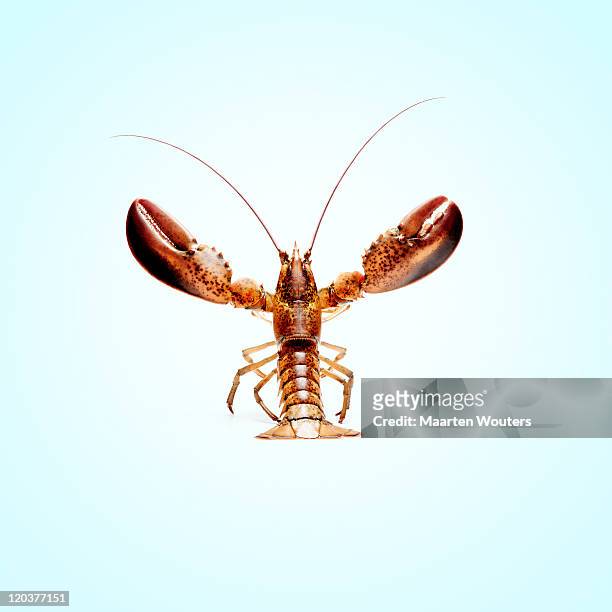 lobstermayhem muscles - lobster stock-fotos und bilder