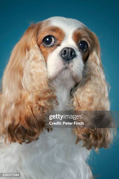 kings charles spaniel - king charles spaniel stock pictures, royalty-free photos & images