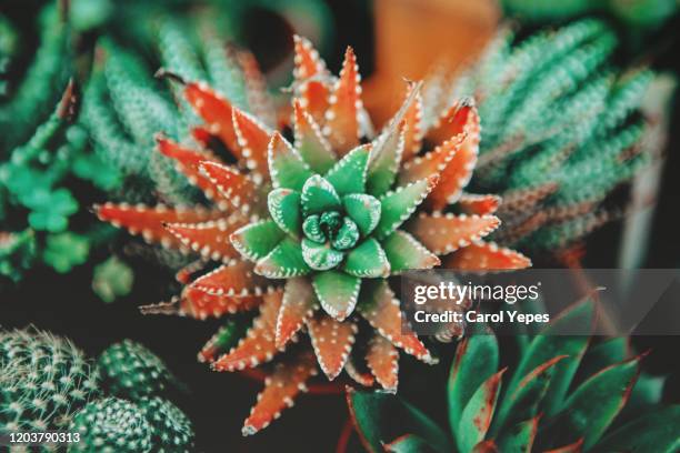 succulent plants - cactus flower stock pictures, royalty-free photos & images