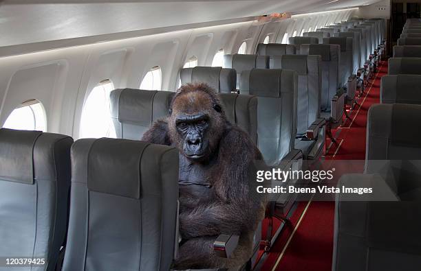 gorilla sitting on airplane seat - ゴリラ ストックフォトと画像