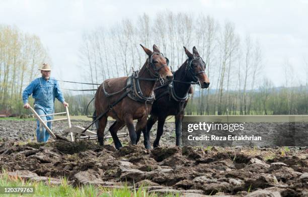 man plows with a pair of mules - mules stockfoto's en -beelden