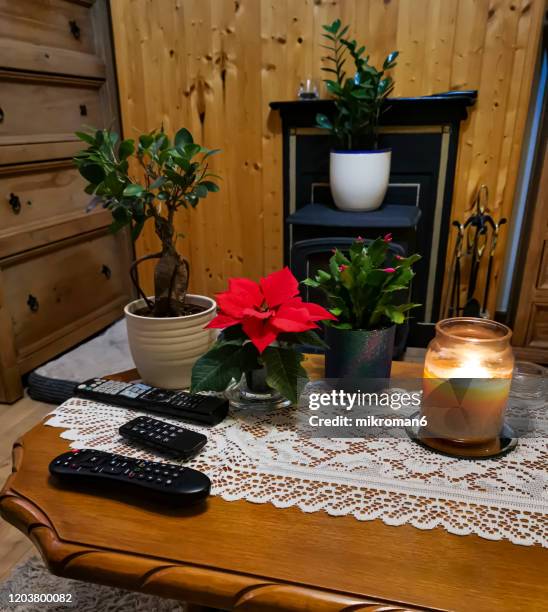 living room. - christmas cactus stock pictures, royalty-free photos & images
