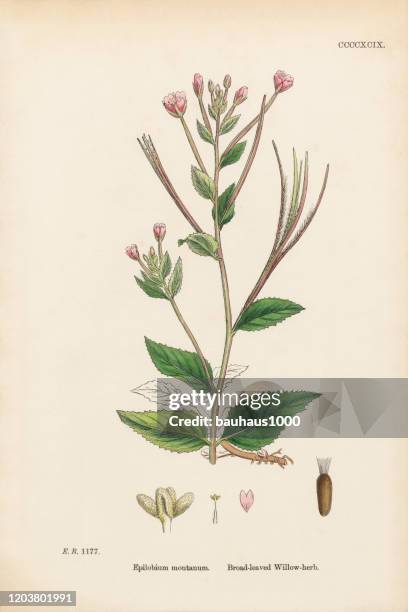 broad-leaved willow-herb, epilobium montanum, victorian botanical illustration, 1863 - willow tree stock illustrations