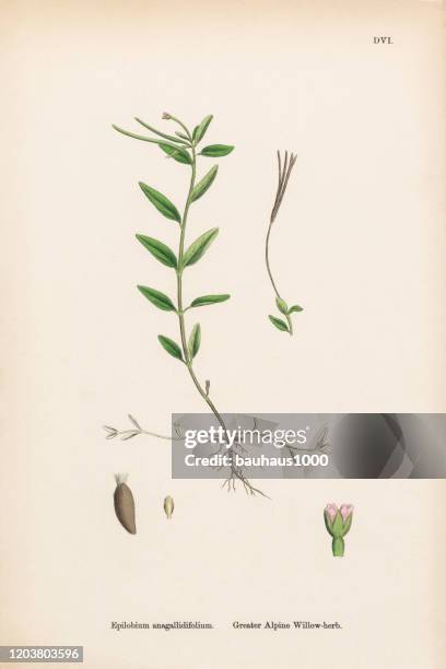 greater alpine willow-herb, epilobium anagallidifolium, victorian botanical illustration, 1863 - willow tree stock illustrations