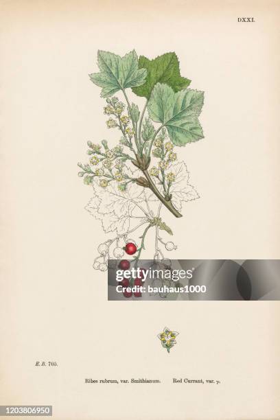 stockillustraties, clipart, cartoons en iconen met rode bes, ribes rubrum, var. smithianum, victoriaanse botanische illustratie, 1863 - rode bes