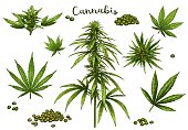 Color hand drawn cannabis. Green hemp plant seeds, sketch cannabis leaf and marijuana bud vector illustration set