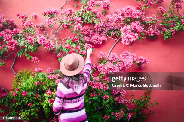 tourist admiring bougainvillea flowers climbing on red wall, san miguel de allende, mexico - buganvília imagens e fotografias de stock