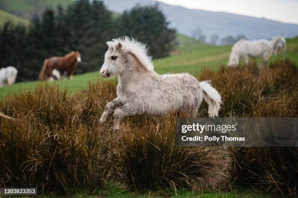 Wild Welsh foal canters through long grass in the Brecon Beacons National Park on February 01, 2020 in Brecon, United Kingdom.