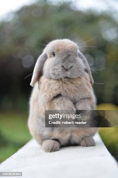 mini lop eared rabbit - pet rabbit stock pictures, royalty-free photos & images