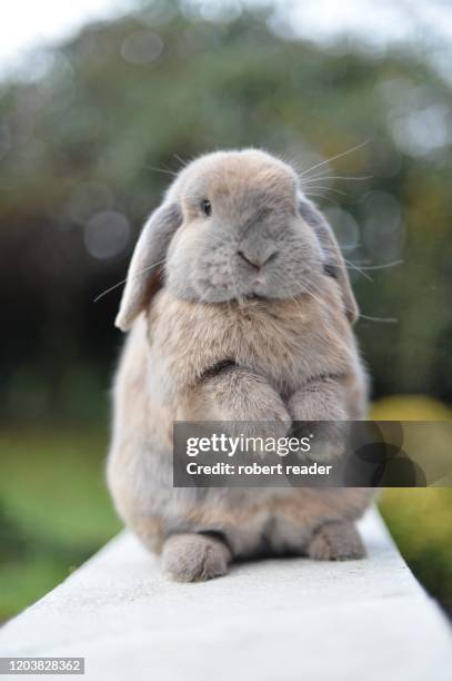 mini lop eared rabbit - rabbit imagens e fotografias de stock