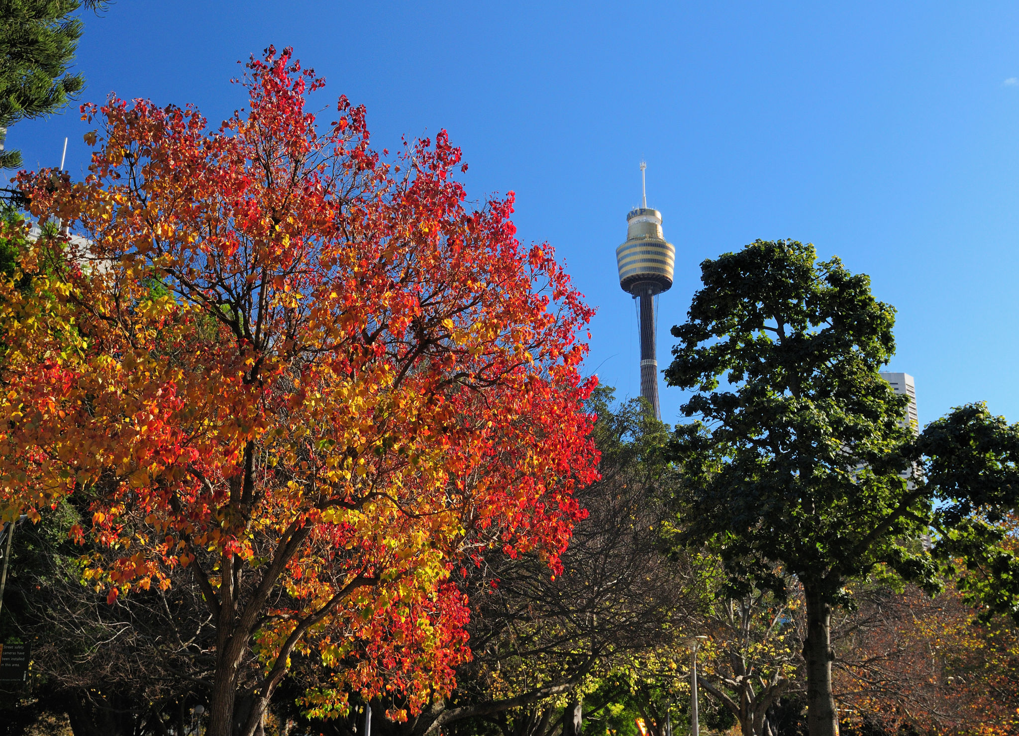 autumn photography Sydney