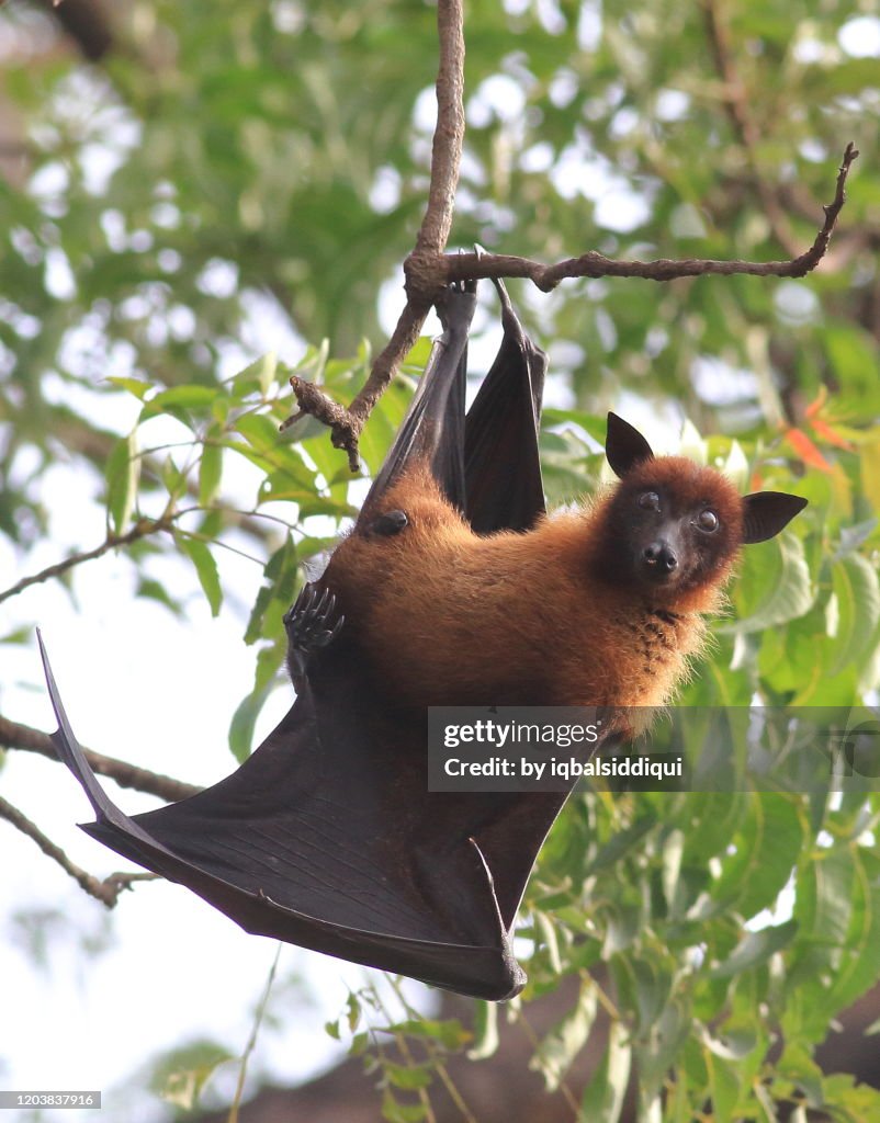 Flying Fox Native Indian Flying Fox High-Res Stock Photo - Getty Images
