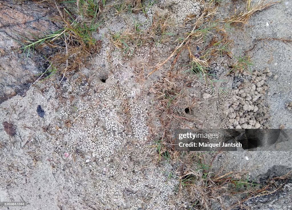 Ant nest on the ground