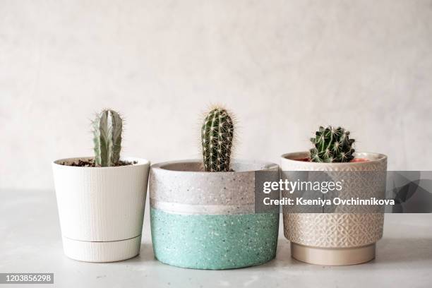 collection of various cactus and succulent plants in different pots. potted cactus house plants on white shelf against white wall. - cactus isolated stock pictures, royalty-free photos & images