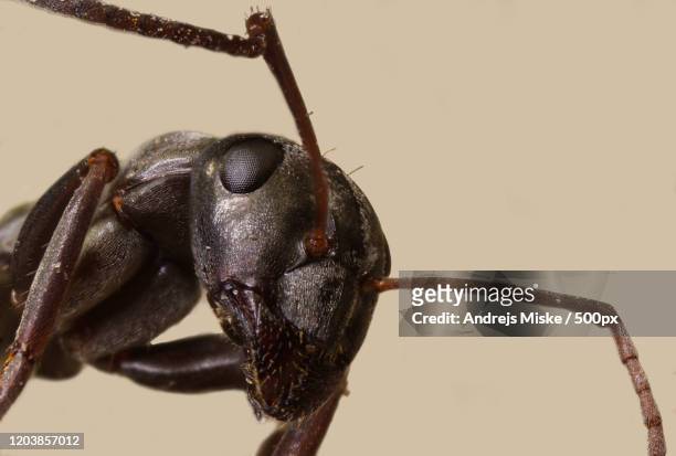 close up view of ant on plain background, laowa, usa - ants in house stock-fotos und bilder