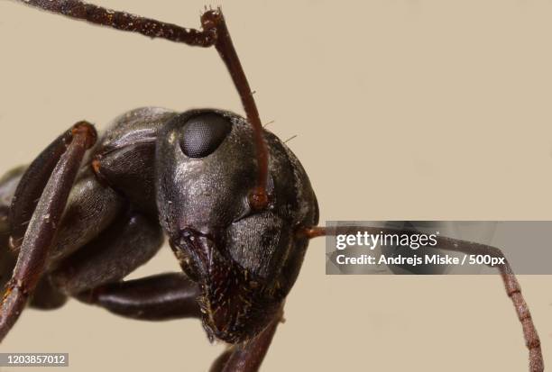 close up view of ant on plain background, laowa, usa - ants in house stock pictures, royalty-free photos & images