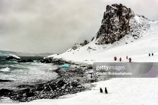 penguins and people walking on the ice of half moon island, south shetland islands - half moon island stock pictures, royalty-free photos & images