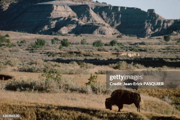 On the tracks of Lewis and Clark in United States in 1997 - Bisons in the Roosevelt Park .