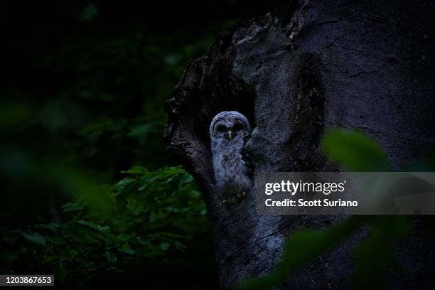 mysteries of the night - owlet stock pictures, royalty-free photos & images