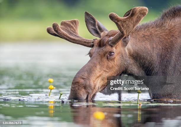 mr moose - moose face stock pictures, royalty-free photos & images