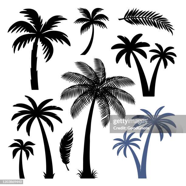 palmen design-elemente gesetzt - palm tree stock-grafiken, -clipart, -cartoons und -symbole