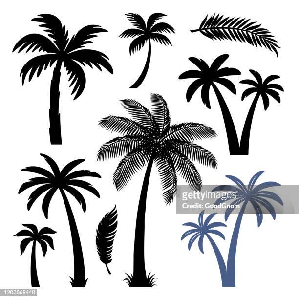 ilustraciones, imágenes clip art, dibujos animados e iconos de stock de conjunto de elementos de diseño de palmeras - palmera