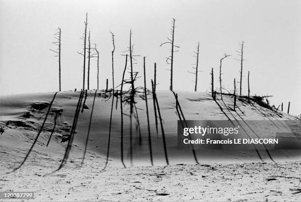 Improbable trees in United States - Oregon Dunes National Recreation Area at Florence . Dead trees on a hillside with their shadows.