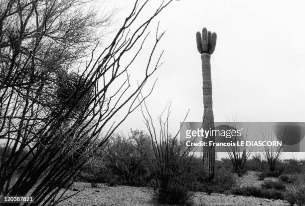 Improbable trees in United States - Organ Pipe National Monument .Cactus.