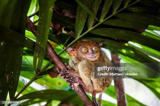 philippine tarsier (carlito syrichta), bohol, philippines - arboreal animals stock-fotos und bilder