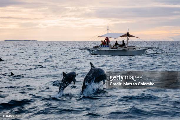 dolphin watching with dolphin jumping out of water, philippines - bohol philippines stock pictures, royalty-free photos & images