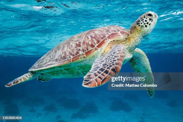 close up of sea turtle underwater, bohol, philippines - sea turtle stock pictures, royalty-free photos & images