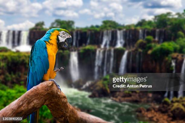 parrot on the background of iguazu falls. argentina. traveling south america. - guacamayo fotografías e imágenes de stock