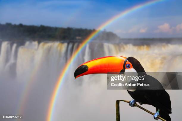 toucan on the background of iguazu falls. brazil. traveling south america - iguacu falls stock pictures, royalty-free photos & images