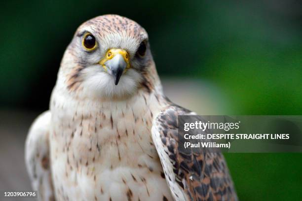 saker falcon (falco cherrug) - saker falcon falco cherrug stock pictures, royalty-free photos & images