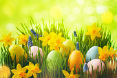 Spring background with Easter eggs in green grass and daffodil flowers.