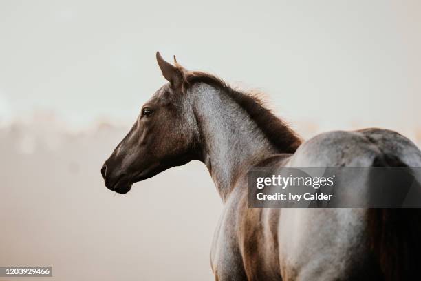 fohlen pferd junges pferd quarter horse pferderasse zucht - corral stock pictures, royalty-free photos & images