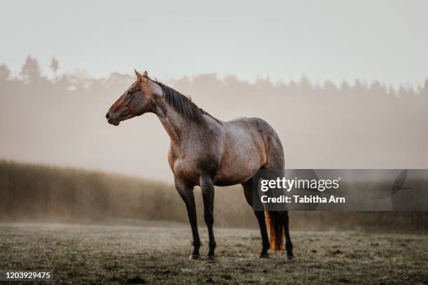 stute pferd quarter horse auf der wiese weide koppel - animal muscle stock pictures, royalty-free photos & images