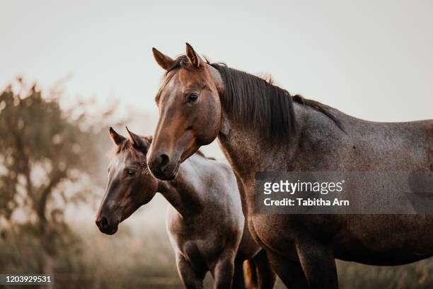 fohlen mit mutter stute pferde quarter horse - foap stock pictures, royalty-free photos & images
