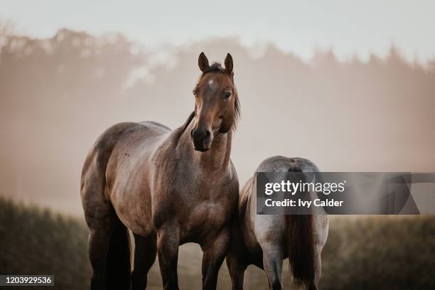 fohlen mit mutter stute pferde quarter horse - enclosure stock pictures, royalty-free photos & images