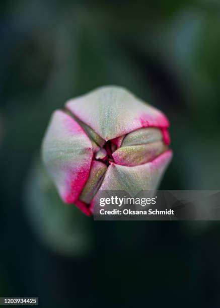 beautiful bud of tulip flower in dew drops. overhead view. - knospend stock-fotos und bilder