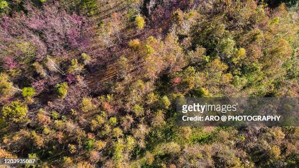 自然顏色 森林 - 森林 stockfoto's en -beelden