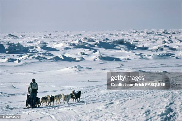 The Iditarod sled dog race in Alaska, United States - An 1,800km long sled dog race. A musher and his sled dogs on the frozen Yukon river, running...