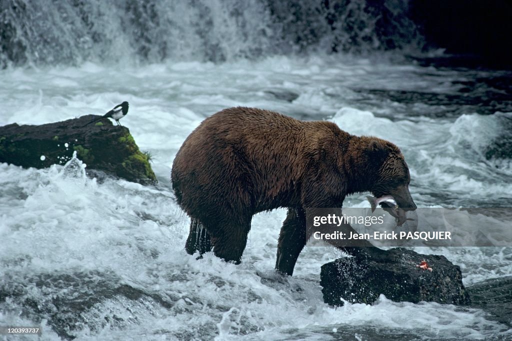 Grizzly Bear In Alaska, United States -