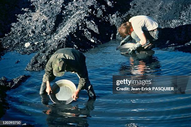 Gold diggers in Alaska, United States - Using their gold pans in search of nuggets.