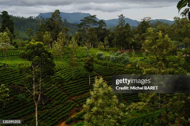 Sri Lanka in December, 2004 - Tea plantation.