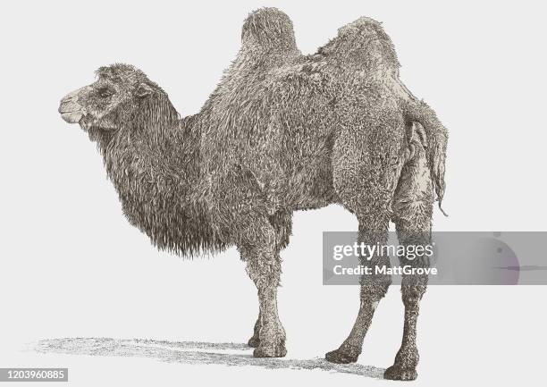 ilustraciones, imágenes clip art, dibujos animados e iconos de stock de camello - camello dromedario