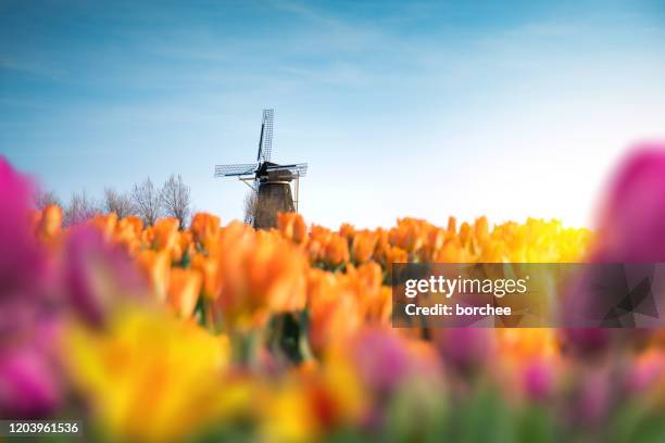 traditionelle windmühle im tulpenfeld - niederlande stock-fotos und bilder