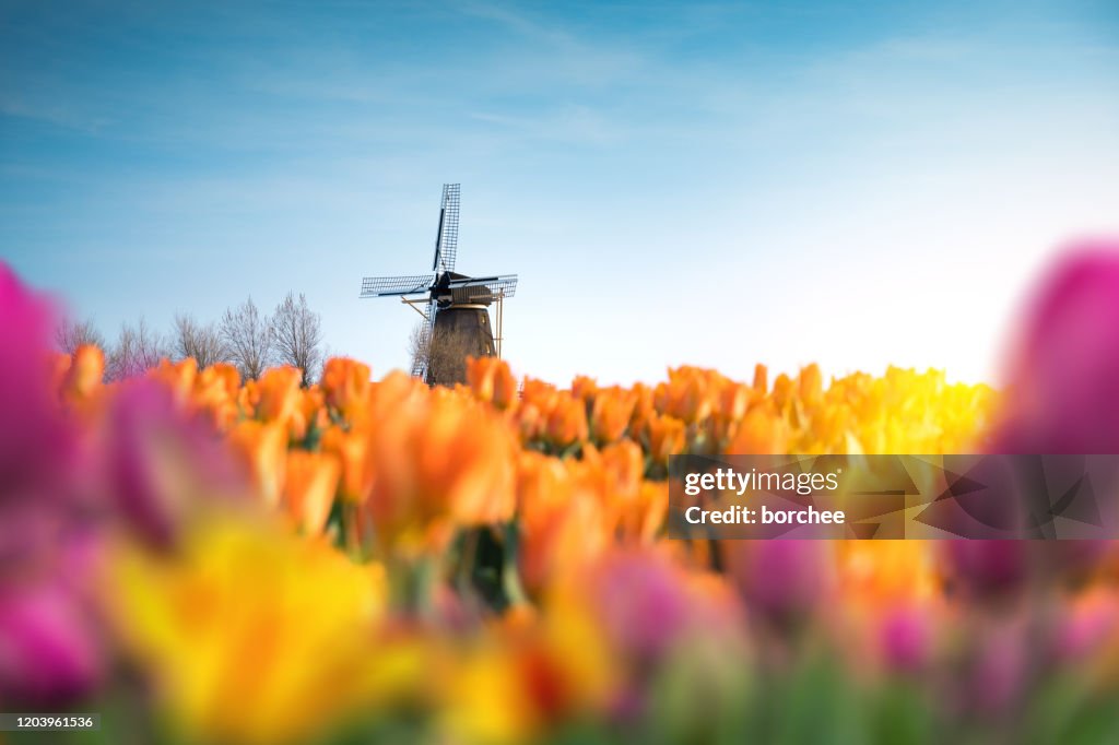 Traditional Windmill In Tulip Field